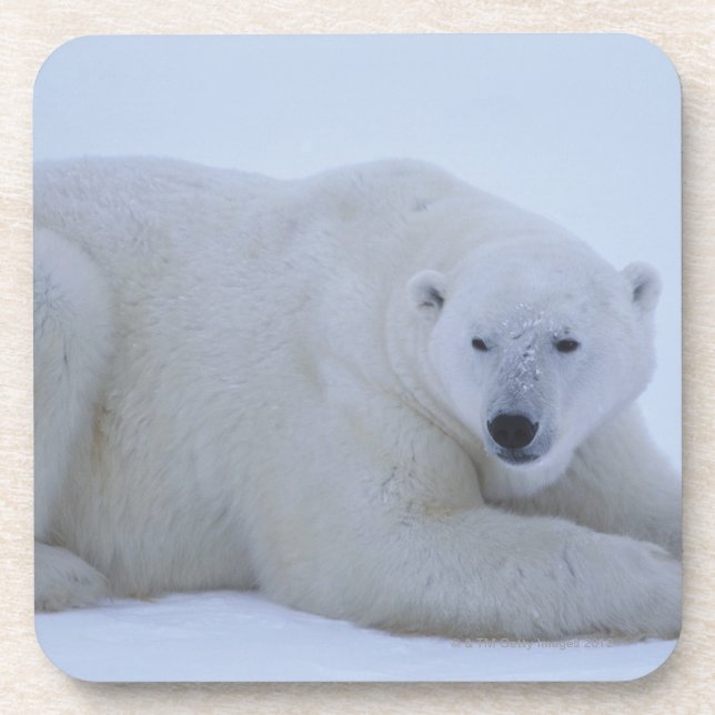 Polar Bear Resting in Snow Coaster (Front)