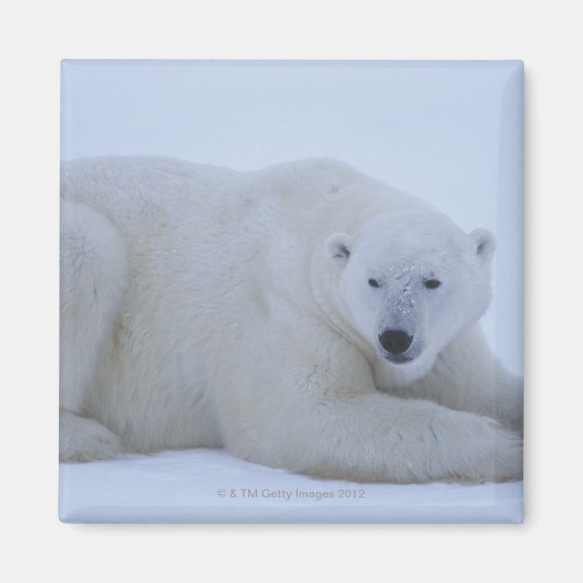 Polar Bear Resting in Snow Magnet (Front)