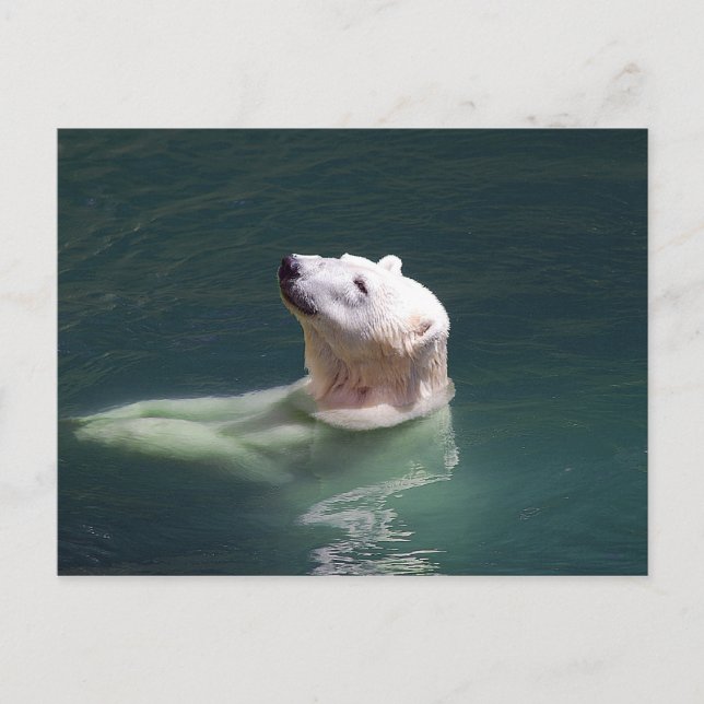 Polar bear resting postcard (Front)