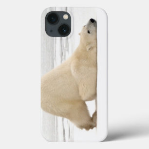 Polar bear scratching itself on frozen tundra iPhone 13 case