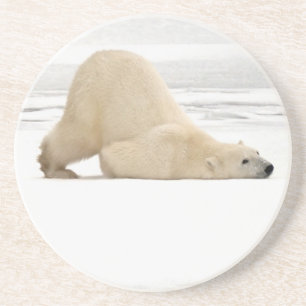 Polar bear scratching itself on frozen tundra coaster