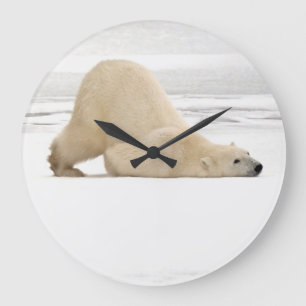 Polar bear scratching itself on frozen tundra large clock