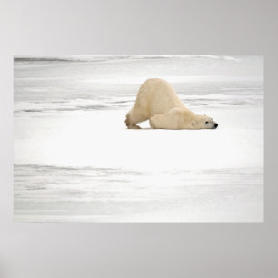 Polar bear scratching itself on frozen tundra poster