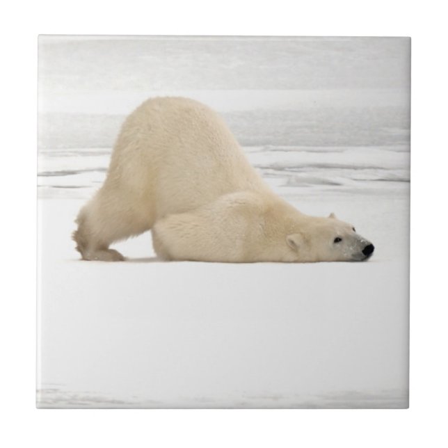 Polar bear scratching itself on frozen tundra tile (Front)