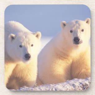 Polar bear sow with cub on pack ice coaster