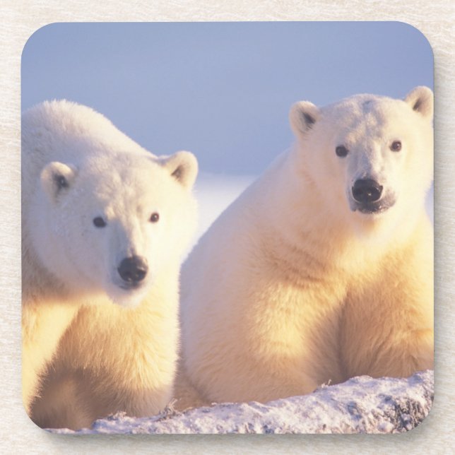 Polar bear sow with cub on pack ice coaster (Front)