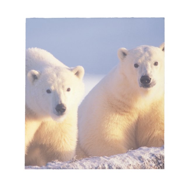 Polar bear sow with cub on pack ice notepad (Front)