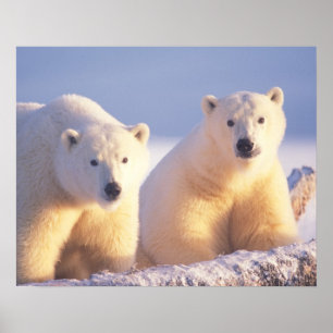 Polar bear sow with cub on pack ice poster