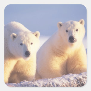 Polar bear sow with cub on pack ice square sticker