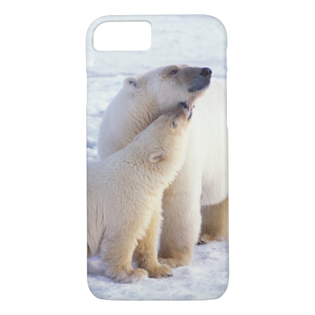 Polar bear sow with cub, pack Case-Mate iPhone case (Back)