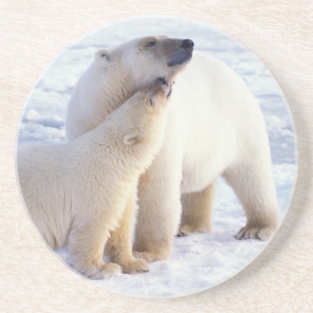 Polar bear sow with cub, pack coaster (Front)
