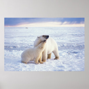 Polar bear sow with cub, pack ice of the poster