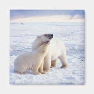 Polar bear sow with cub, pack magnet