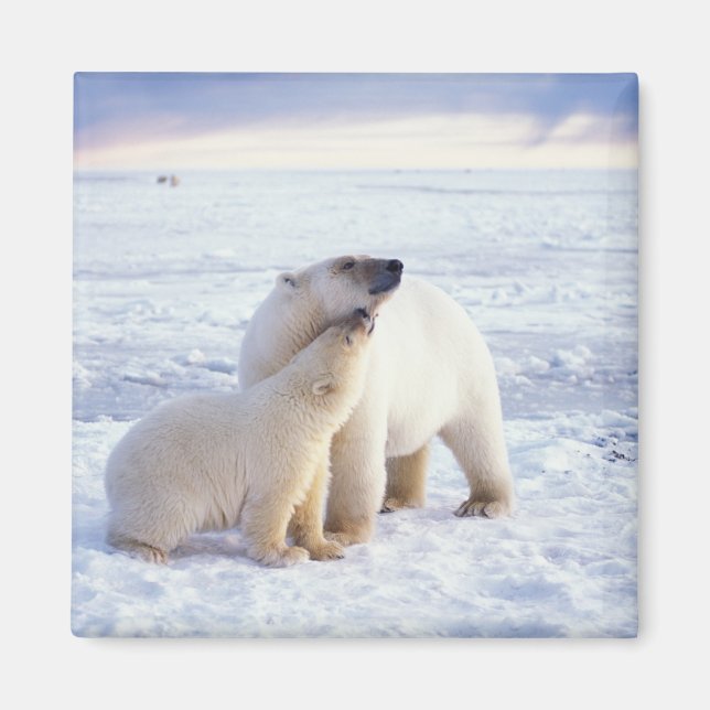 Polar bear sow with cub, pack magnet (Front)
