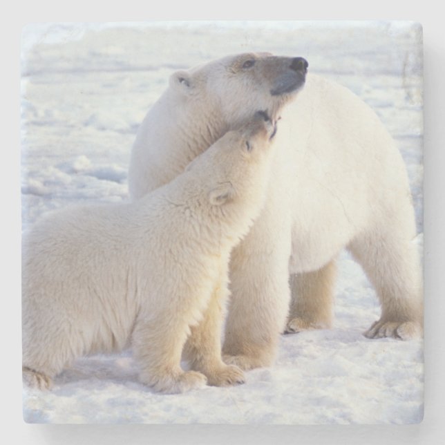 Polar bear sow with cub, pack stone coaster (Front)