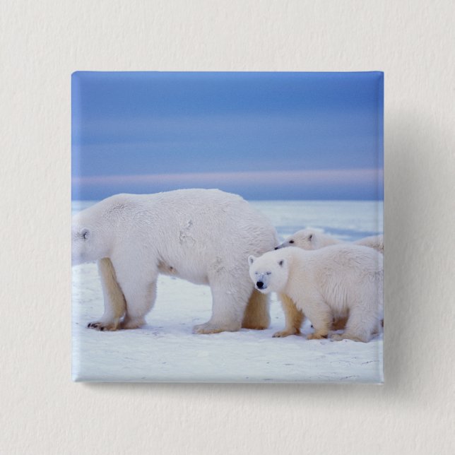 Polar bear sow with cubs 15 cm square badge (Front)