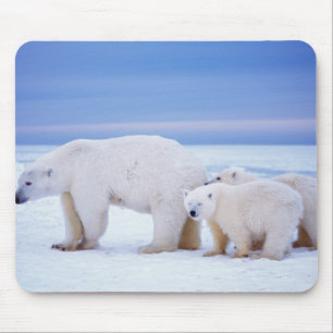 Polar bear sow with cubs mouse pad