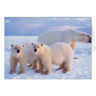 Polar bear sow with cubs on pack ice, coastal