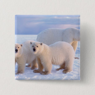 Polar bear sow with cubs on pack ice, coastal 15 cm square badge
