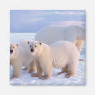 Polar bear sow with cubs on pack ice, coastal magnet