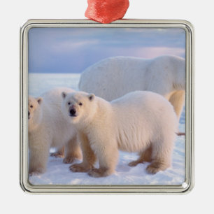 Polar bear sow with cubs on pack ice, coastal metal ornament