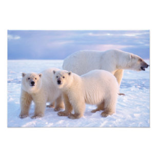 Polar bear sow with cubs on pack ice, coastal photo print