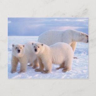 Polar bear sow with cubs on pack ice, coastal postcard