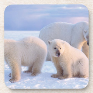 Polar bear sow with cubs on pack ice of coastal coaster