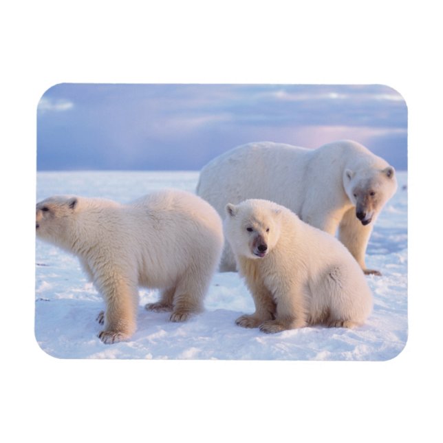 Polar bear sow with cubs on pack ice of coastal magnet (Horizontal)