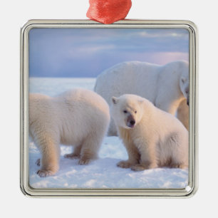 Polar bear sow with cubs on pack ice of coastal metal ornament