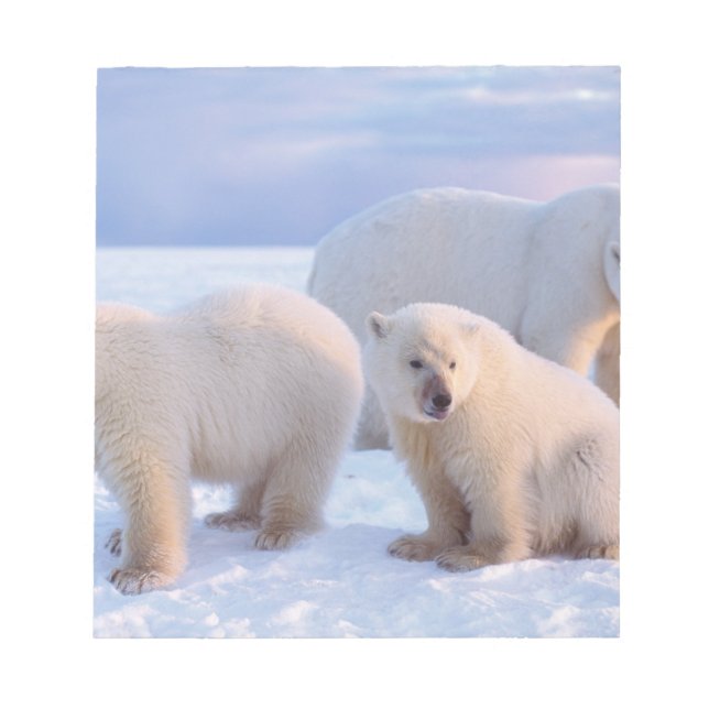 Polar bear sow with cubs on pack ice of coastal notepad (Front)