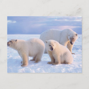 Polar bear sow with cubs on pack ice of coastal postcard