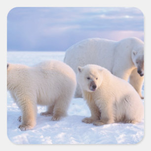 Polar bear sow with cubs on pack ice of coastal square sticker