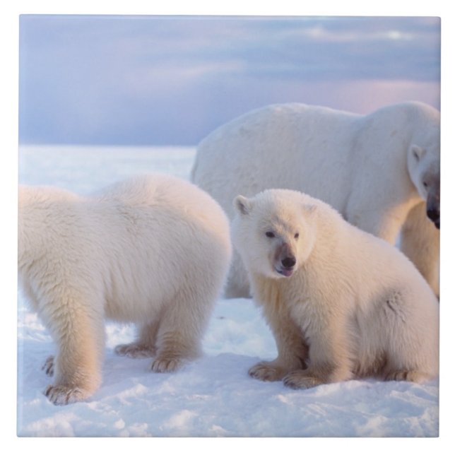 Polar bear sow with cubs on pack ice of coastal tile (Front)