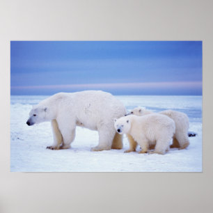 Polar bear sow with cubs poster