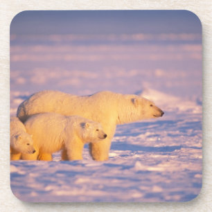 Polar bear sow with spring cubs on the frozen coaster