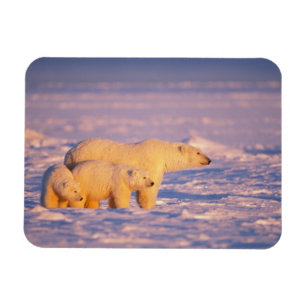 Polar bear sow with spring cubs on the frozen magnet