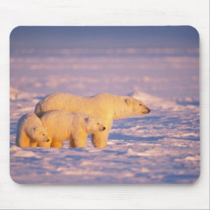 Polar bear sow with spring cubs on the frozen mouse pad