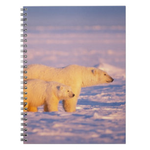 Polar bear sow with spring cubs on the frozen notebook