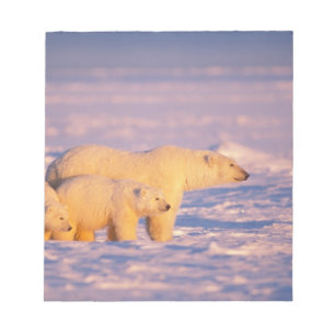 Polar bear sow with spring cubs on the frozen notepad