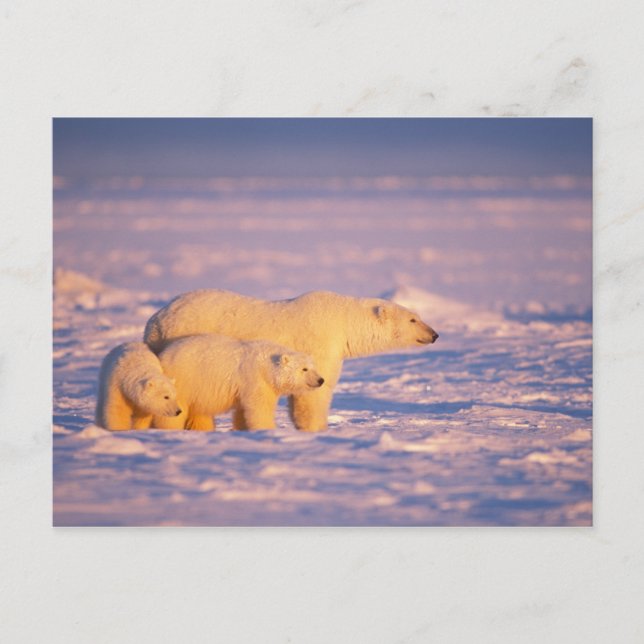 Polar bear sow with spring cubs on the frozen postcard (Front)