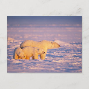Polar bear sow with spring cubs on the frozen postcard