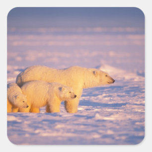 Polar bear sow with spring cubs on the frozen square sticker