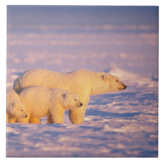 Polar bear sow with spring cubs on the frozen tile