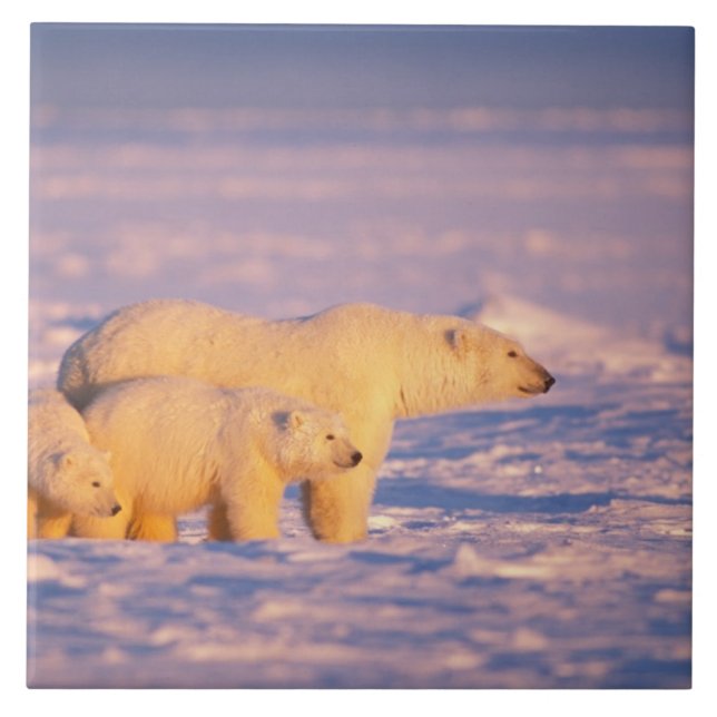 Polar bear sow with spring cubs on the frozen tile (Front)