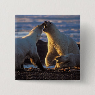 Polar bear sows with cub at side, 1002 coastal 15 cm square badge