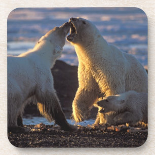 Polar bear sows with cub at side, 1002 coastal coaster