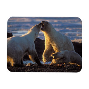 Polar bear sows with cub at side, 1002 coastal magnet