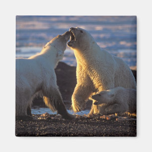 Polar bear sows with cub at side, 1002 coastal magnet