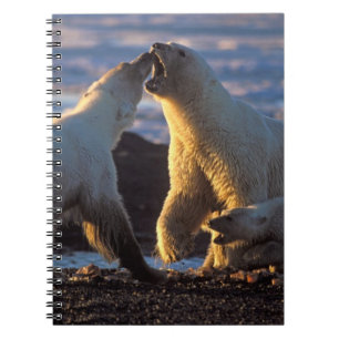 Polar bear sows with cub at side, 1002 coastal notebook